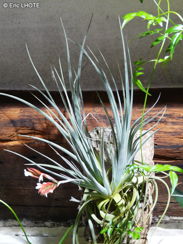 Bromeliaceae - Tillandsia x lorentziana - Filles de l’air
