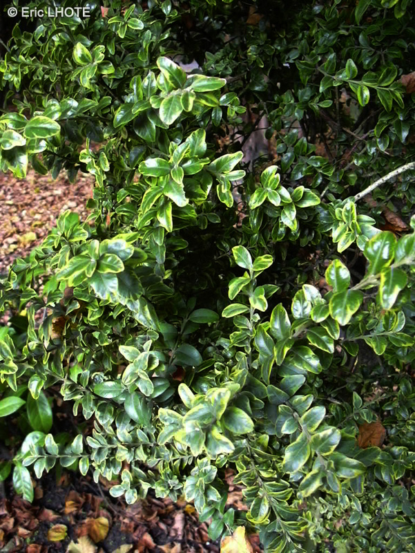 Buxaceae - Buxus sempervirens Rotundifolia - Buis à feuilles rondes