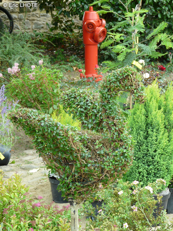  - Buxus sempervirens Suffruticosa - 