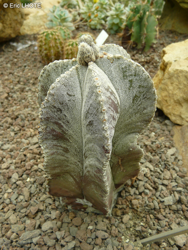 Cactaceae - Astrophytum myriostigma - Mitre d’évêque, Bonnet d’évêque