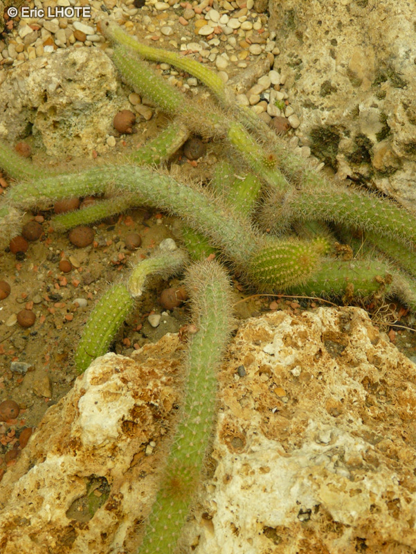 Cactaceae - Bolivicereus samaipatanus - Bolivicereus samaipatanus