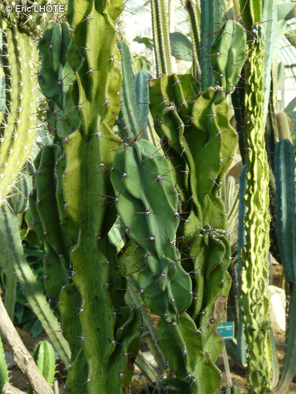 Cactaceae - Cereus uruguayanus - Cierge d’Uruguay