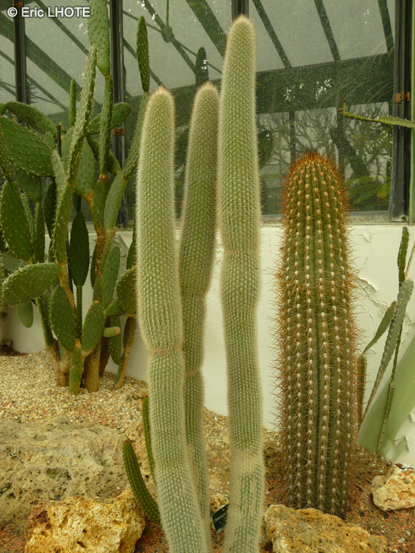 Cactaceae - Cleistocactus jujuyensis - Cleistocactus de Jujuy
