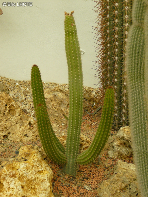 Cactaceae - Cleistocactus laniceps - Cleistocactus