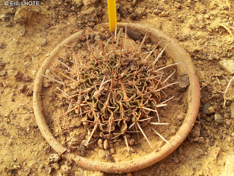 Cactaceae - Echinofossulocactus crispatus pentacanthus - Echinofossulocactus