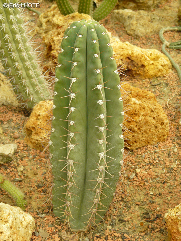 Cactaceae - Echinopsis atacamensis, Trichocereus atacamensis, Cereus atacamensis - Echinopsis