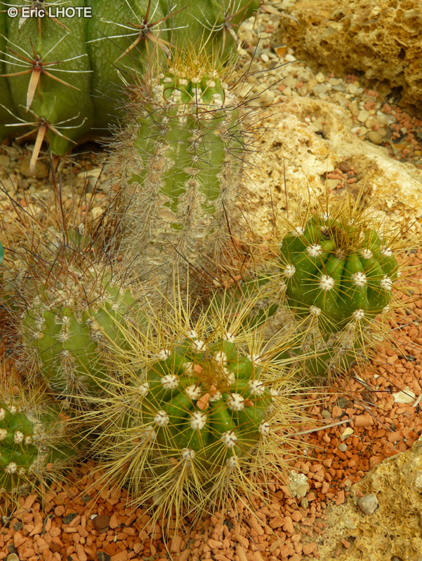 Cactaceae - Echinopsis candidans - Echinopsis