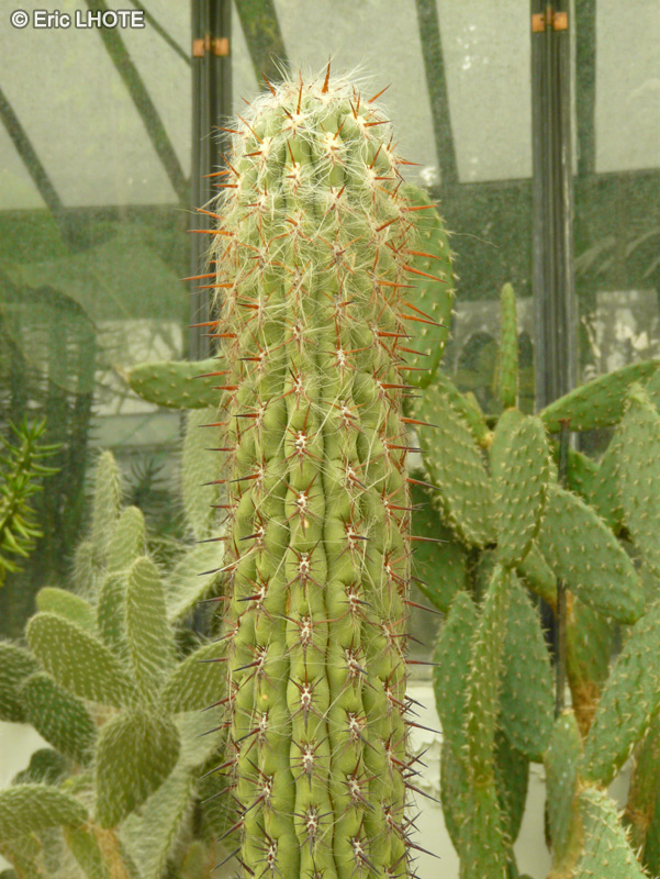 Cactaceae - Echinopsis uyupampensis - Echinopsis