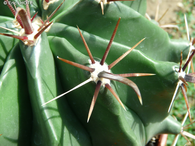  - Ferocactus latispinus - 