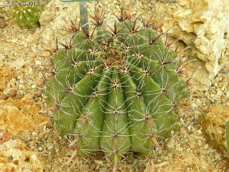  - Ferocactus latispinus - 