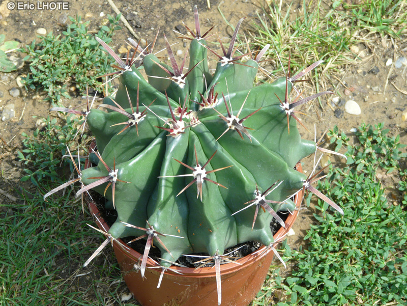 Cactaceae - Ferocactus latispinus - Devil’s tongue barrel, Crow’s claw Cactus