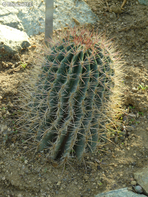 Cactaceae - Ferocactus robustus - Ferocactus