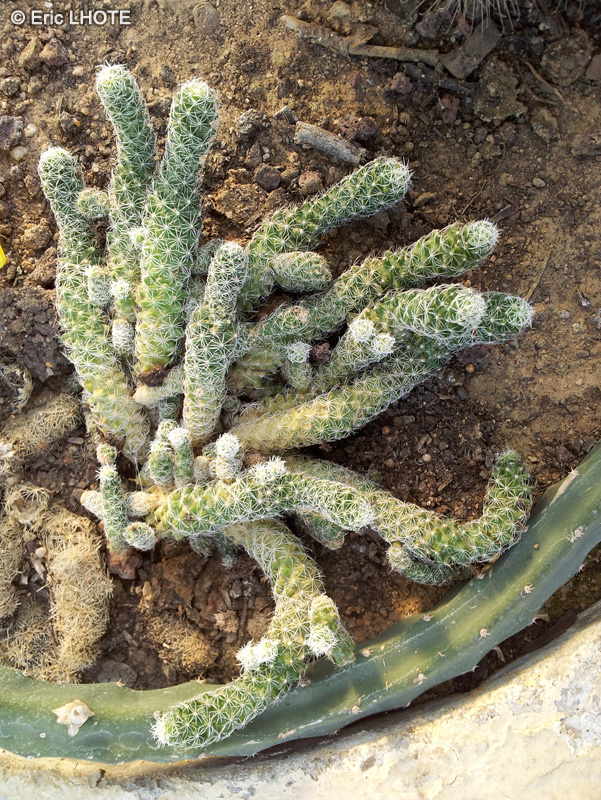 Cactaceae - Mammilaria elongata - Mamillaire allongé, Mammillaire doré