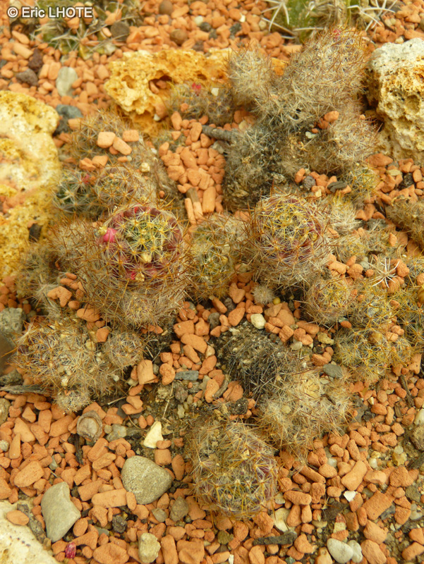 Cactaceae - Mammillaria polythele Tour de Babel - Mammillaire