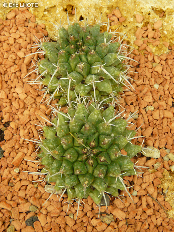 Cactaceae - Mammilaria tolimensis - Mammillaire