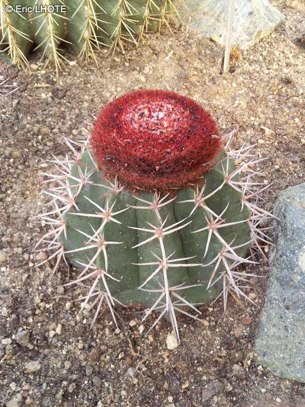 Cactaceae - Melocactus azureus - Turk cap cactus