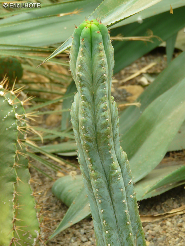 Cactaceae - Myrtillocactus geometrizans - Chandelle bleue