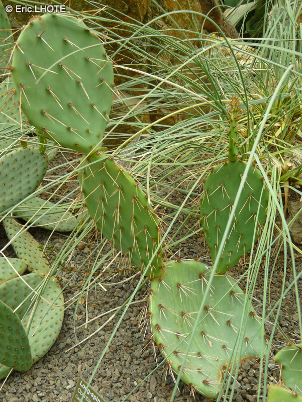 Cactaceae - Opuntia macrocentra - Opuntia, Oponce