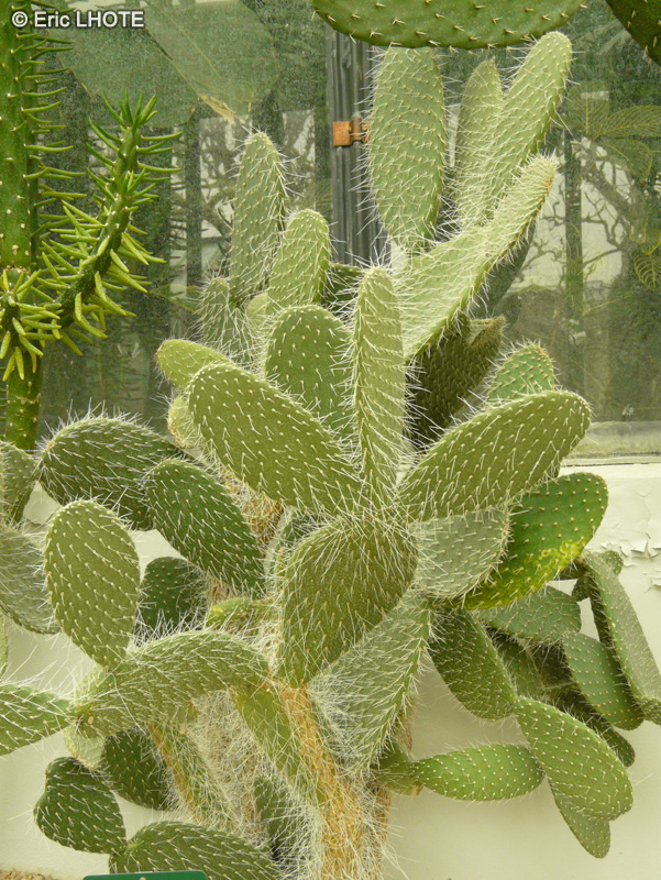 Cactaceae - Opuntia pilifera - Nopal Crinado, Cocoche Loco