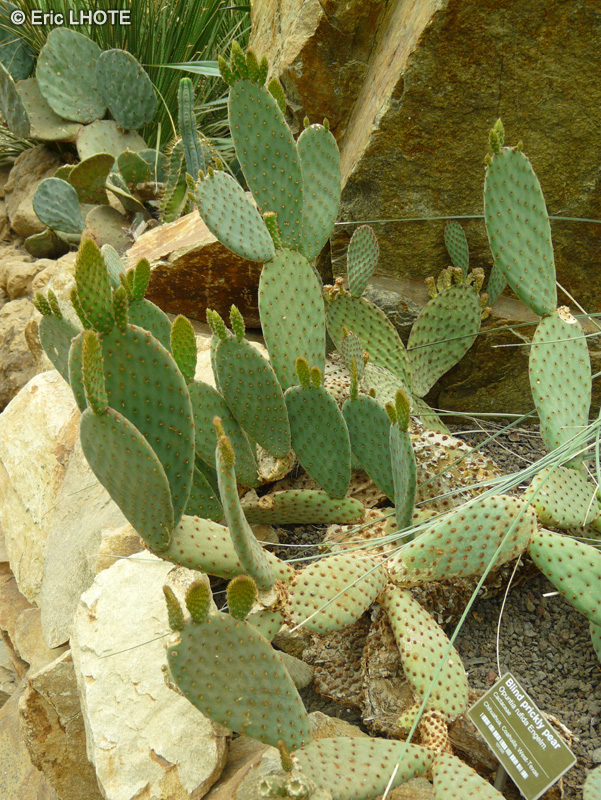 Cactaceae - Opuntia rufida - Oponce