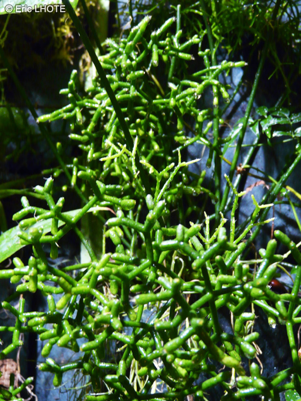 Cactaceae - Rhipsalis cereuscula - Rhipsalis