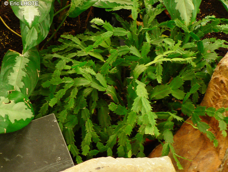 Cactaceae - Rhipsalis schlumbergera - Cactus de Noël