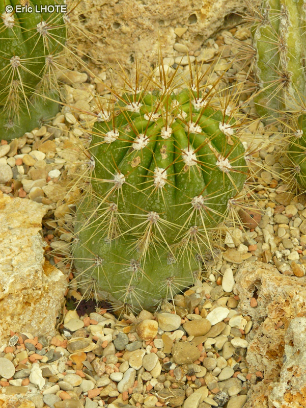 Cactaceae - Trichocereus candidans - Cactus San Pedro