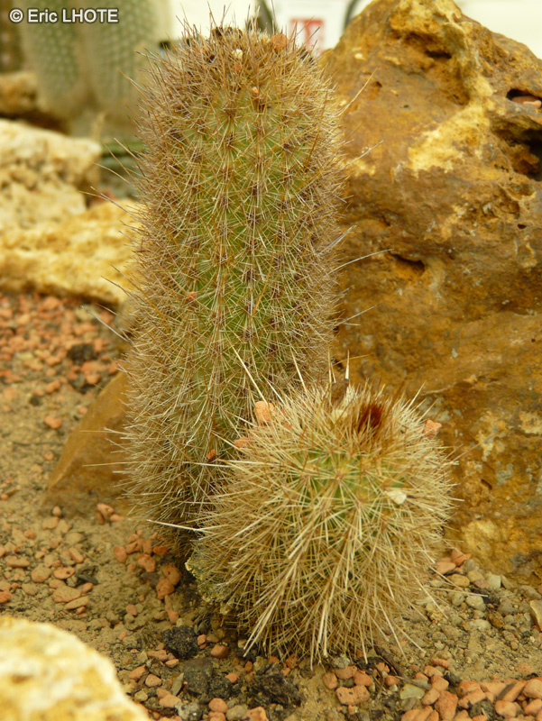 Cactaceae - Weberbauerocereus seyboldianus - Weberbauerocereus