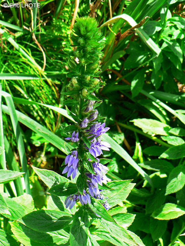 Campanulaceae - Lobelia siphilitica - Lobélie syphilitique, Lobélie bleue