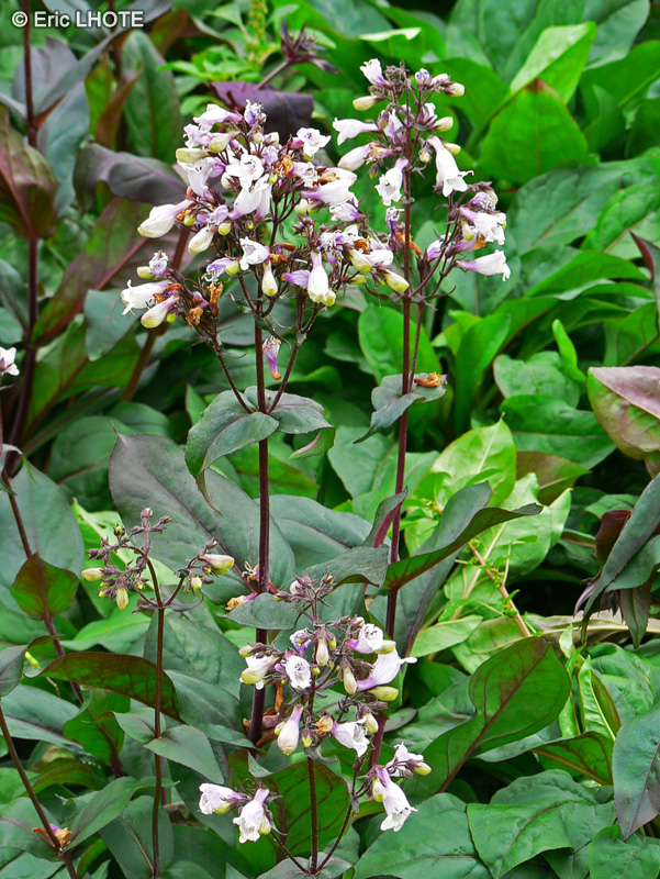 Campanulaceae - Lobelia speciosa - Lobélie