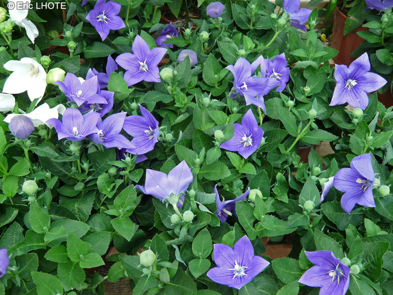 Campanulaceae - Platycodon grandiflorus Astra Blue - Platycodon à grandes fleurs bleues