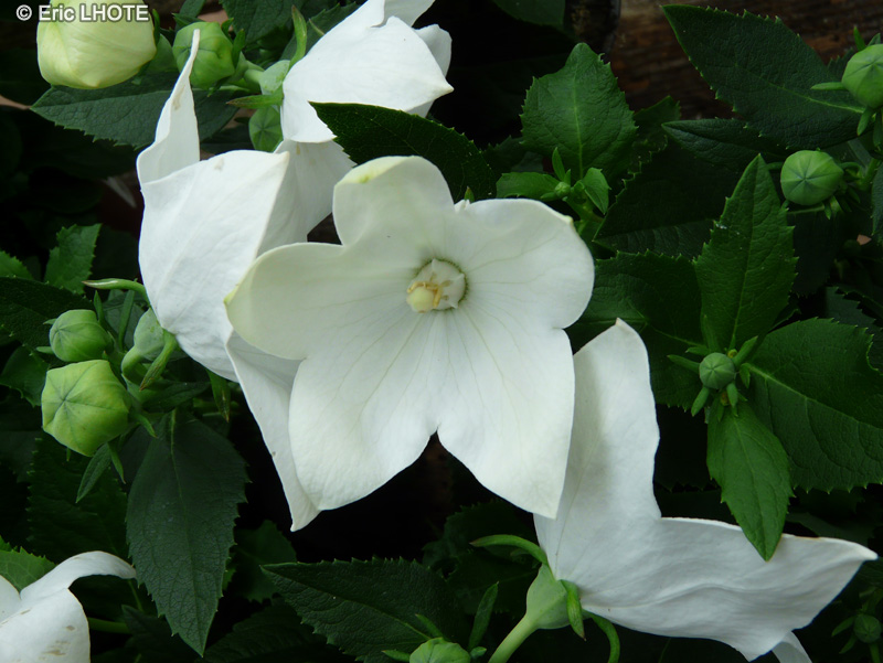 Campanulaceae - Platycodon grandiflorus Astra White - Platycodon à grandes fleurs blanches