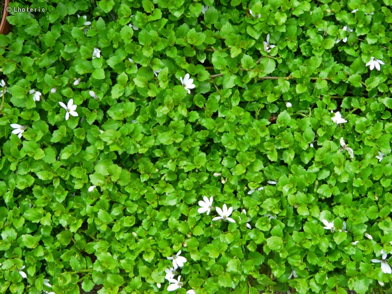 Campanulaceae - Pratia purpurascens - Pratia blanc