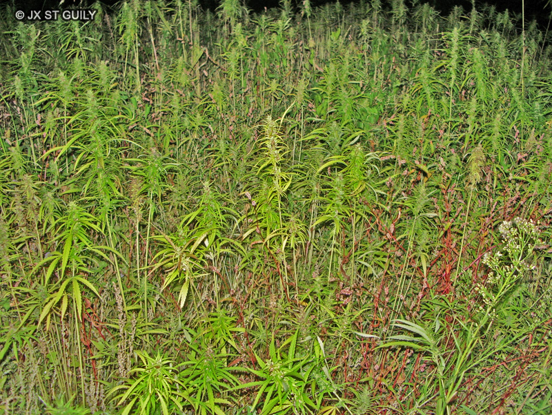 Cannabinaceae - Cannabis ruderalis x sativa - Chanvre textile