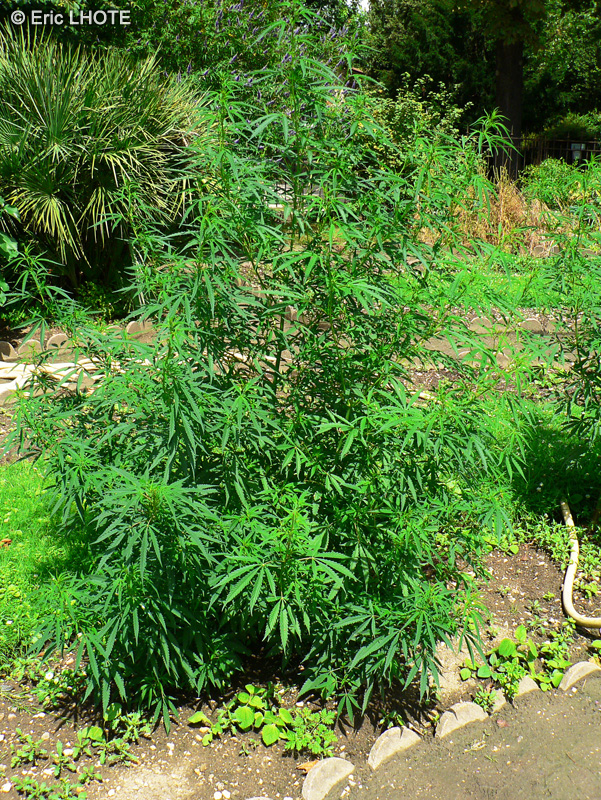 Cannabinaceae - Cannabis sativa - Cannabis, Marie-Jeanne