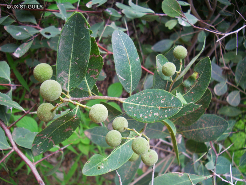 Capparidaceae - Boscia senegalensis - Boscia du sénégal