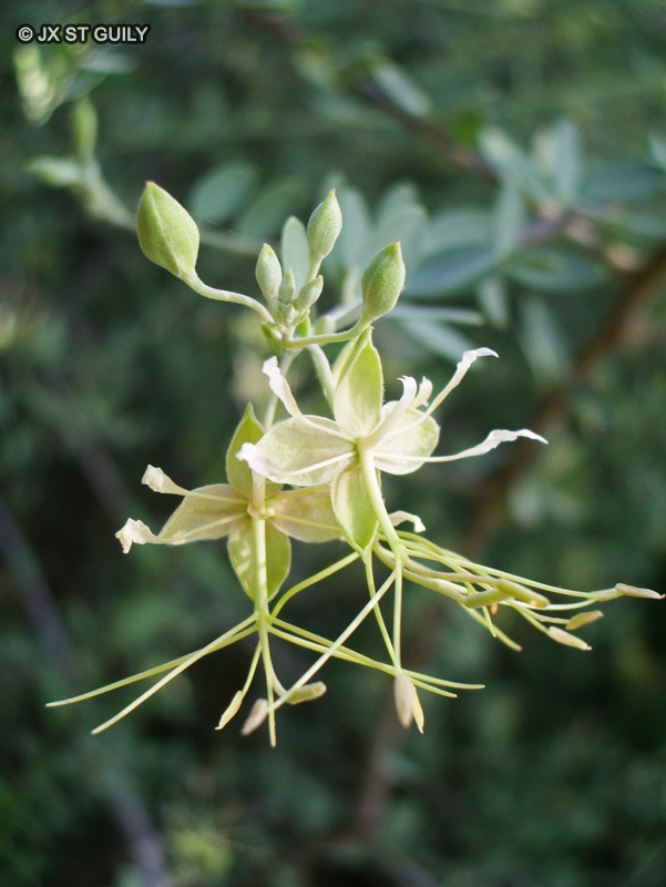 Capparidaceae - Cadaba farinosa - Ndebarka, Ndébargé