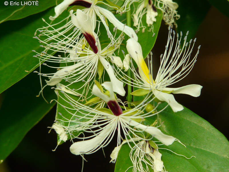 Capparidaceae - Capparis forsteniana - Câprier