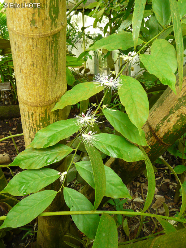 Capparidaceae - Capparis pubiflora - Câprier