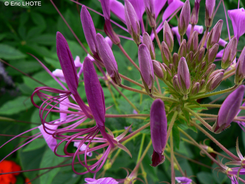  - Cleome spinosa - 