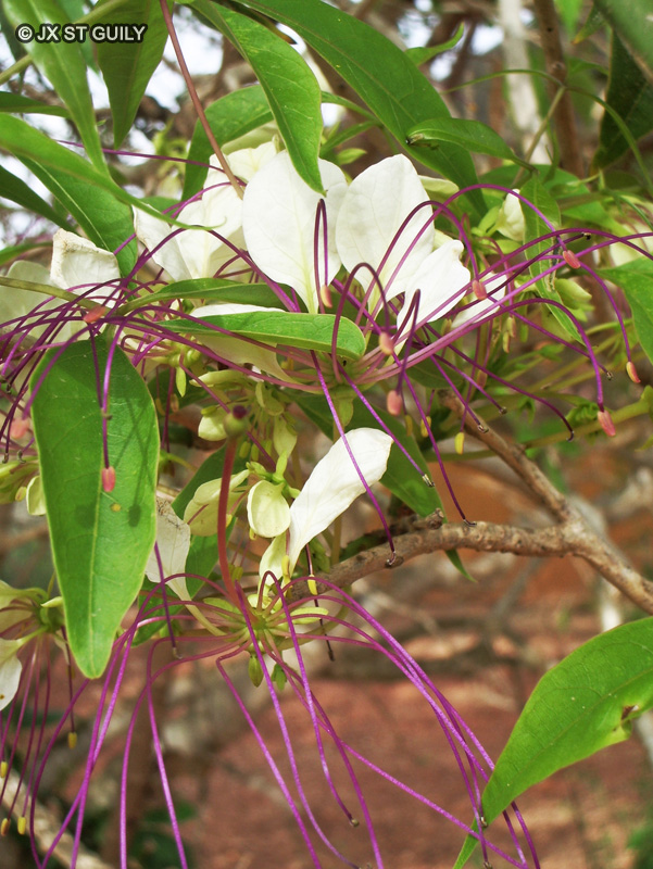 Capparidaceae - Crataeva adansoni - Crataeva