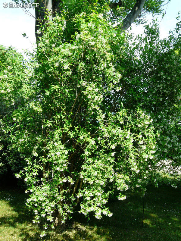 Caprifoliaceae - Abelia triflora - Abélie de l'Himalaya