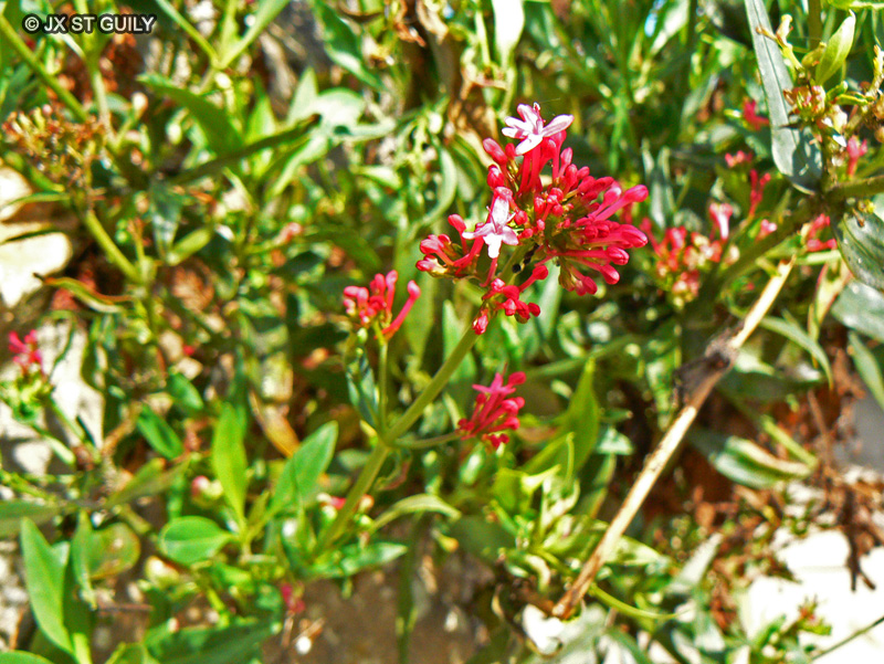  - Centranthus ruber - 