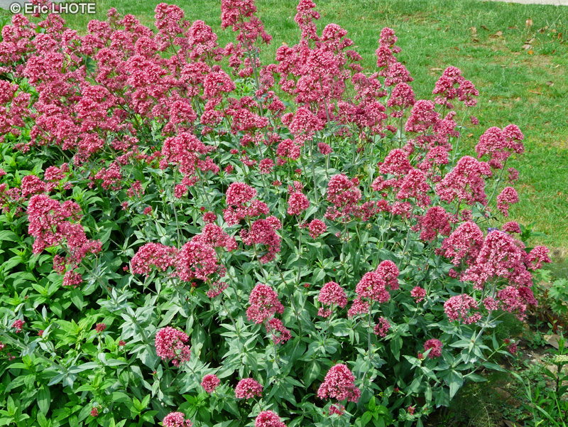  - Centranthus ruber - 