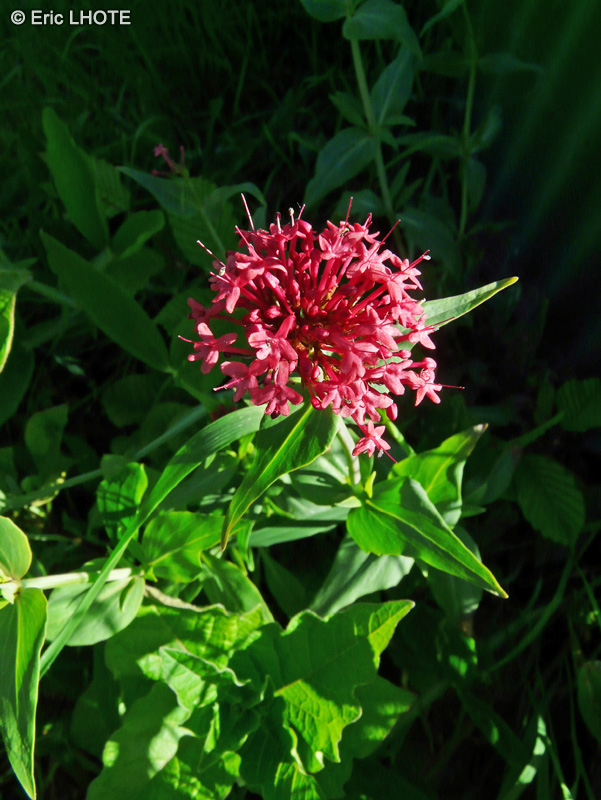  - Centranthus ruber - 