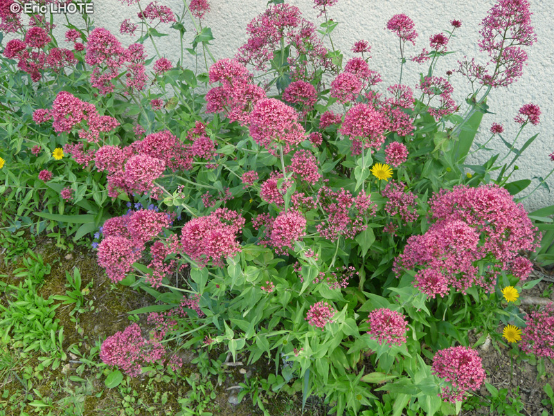  - Centranthus ruber - 