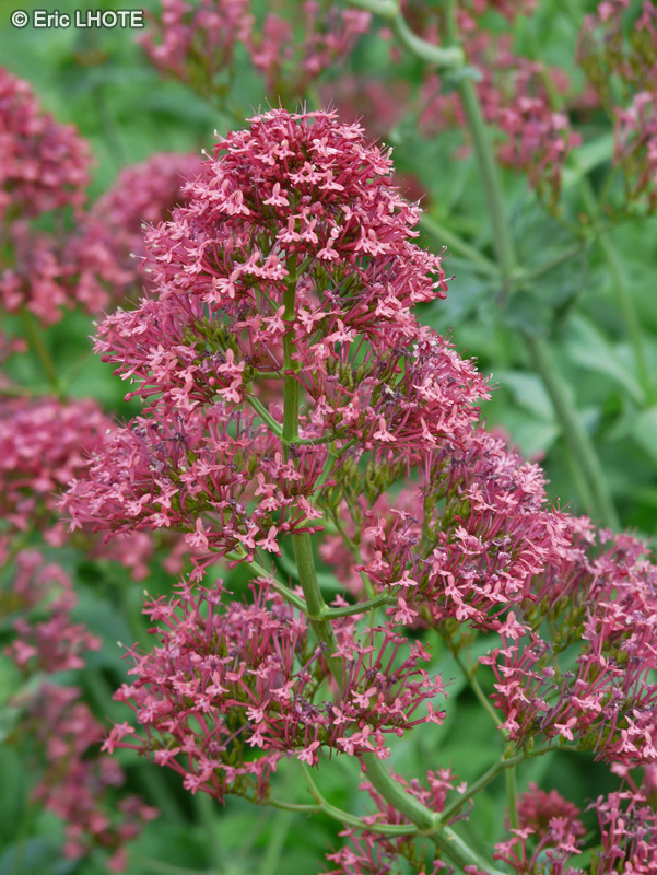  - Centranthus ruber - 