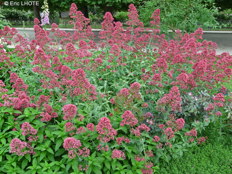  - Centranthus ruber - 