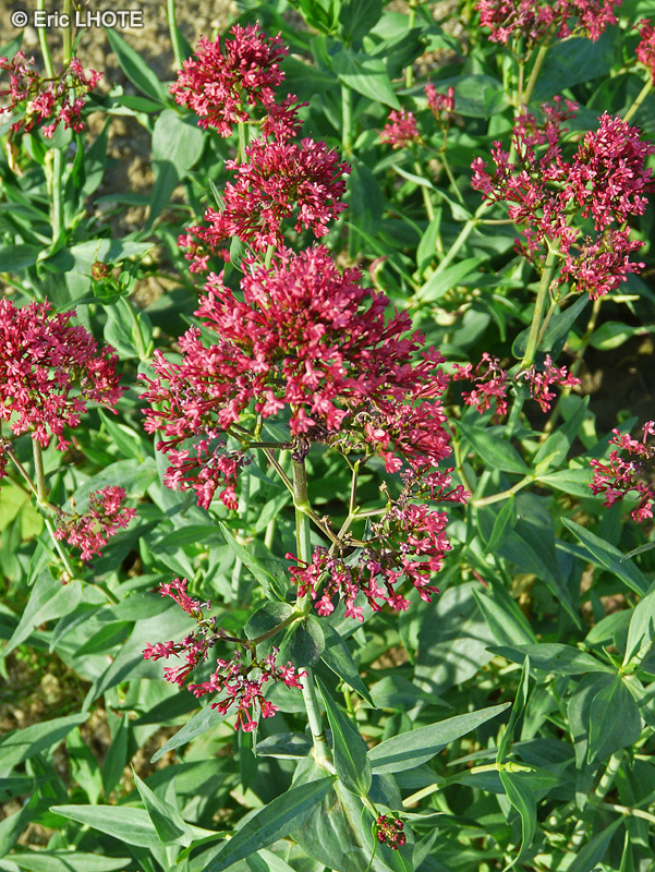 Caprifoliaceae - Centranthus ruber - Valériane rouge, Valériane des jardins, Lilas d'Espagne, Herbe de Jupiter, Barbre de Jupiter