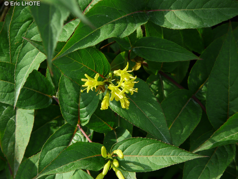Caprifoliaceae - Diervilla x splendens - Diervilla